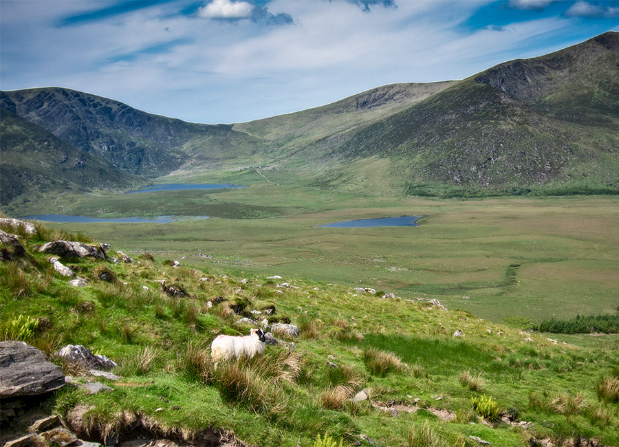 Conor Pass. Pic: Getty Images