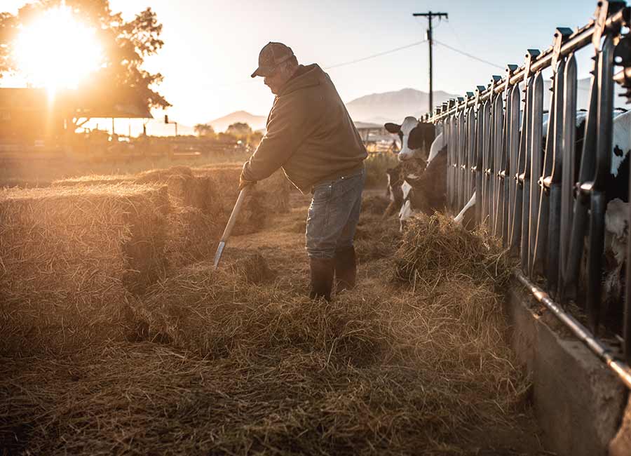 sustainability programme for Irish beef farmers