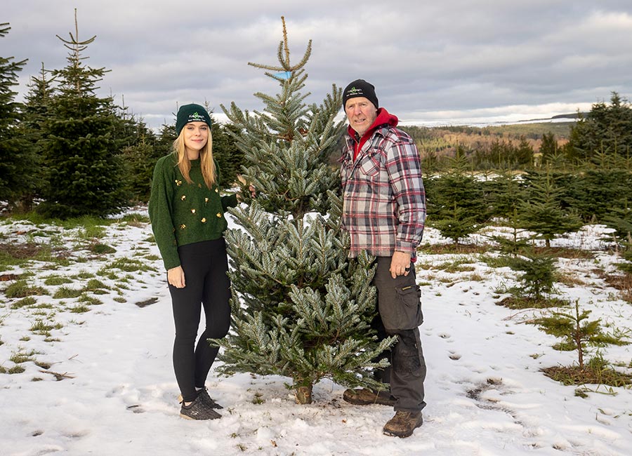 Christmas trees